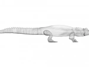 Crocodile 3D Model