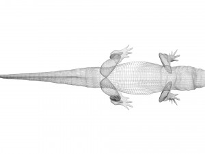 Crocodile 3D Model