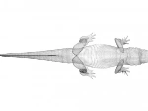 Crocodile 3D Model