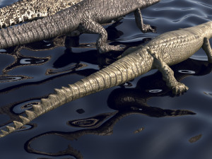 Crocodile Family In Water Model 3D