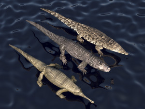 Crocodile Family In Water Model 3D