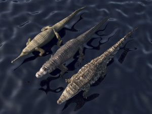 Crocodile Family In Water Model 3D