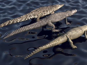 Crocodile Family In Water Model 3D