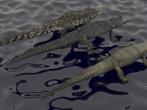 Crocodile Family In Water Model 3D
