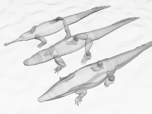 Crocodile Family In Water Model 3D
