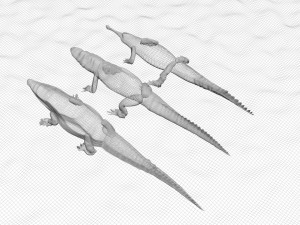 Crocodile Family In Water Model 3D