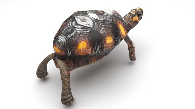 Turtle 3D 모델 .c4d .max .obj .3ds .fbx .stl .blend 