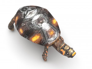 Turtle 3D 모델