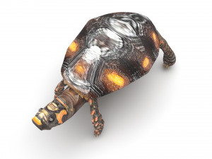 Turtle 3D 모델