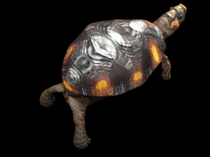 Tartaruga Modelo 3D