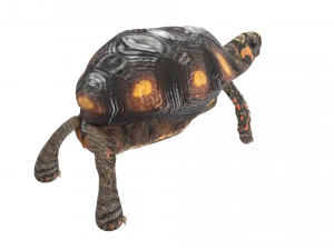 Tartaruga Modelo 3D
