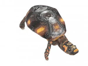 Tartaruga Modelo 3D