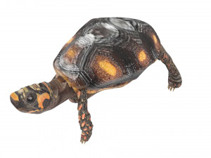 Turtle 3D 모델