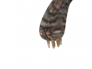 Turtle 3D 모델