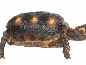 Turtle 3D 모델
