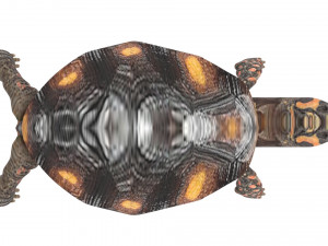 Turtle 3D 모델