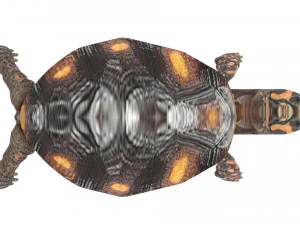 Tartaruga Modelo 3D