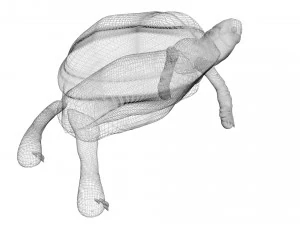 Tartaruga Modelo 3D