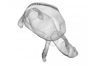 Tartaruga Modelo 3D