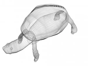 Tartaruga Modelo 3D