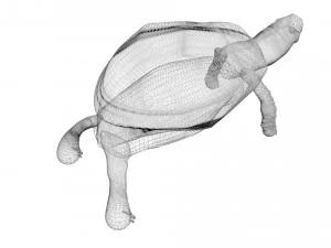 Tartaruga Modelo 3D