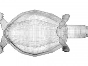 Turtle 3D 모델