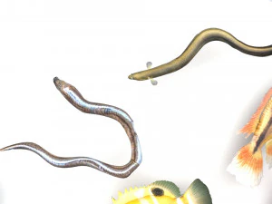 Fische-Set 3D Modell