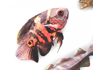 Fische-Set 3D Modell