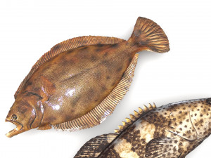 Fishes Set 3D 模型