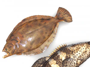 Fische-Set 3D Modell