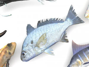 Fische-Set 3D Modell