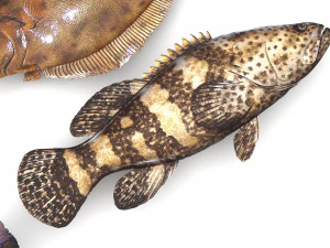 Fische-Set 3D Modell