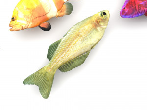 Fishes Set 3D 模型