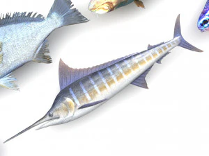 Fische-Set 3D Modell