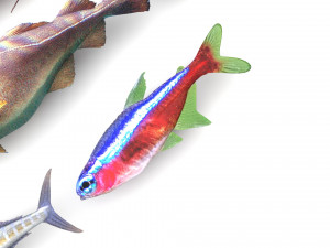 Fishes Set 3D 模型