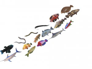 Fische-Set 3D Modell