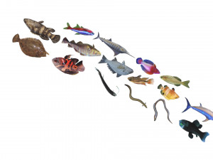 Fishes Set 3D 模型
