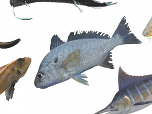 Fishes Set 3D 模型