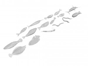 Fishes Set 3D 模型