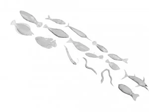 Fische-Set 3D Modell