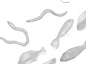 Fische-Set 3D Modell