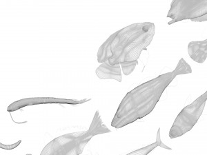 Fishes Set 3D 模型