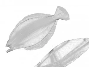 Fische-Set 3D Modell