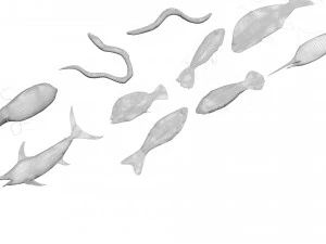 Fische-Set 3D Modell