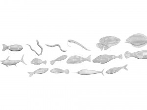 Fishes Set 3D 模型
