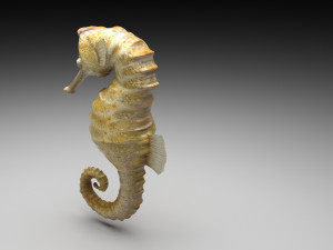 Seahorse 3Dモデル