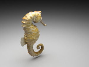 Seahorse 3Dモデル