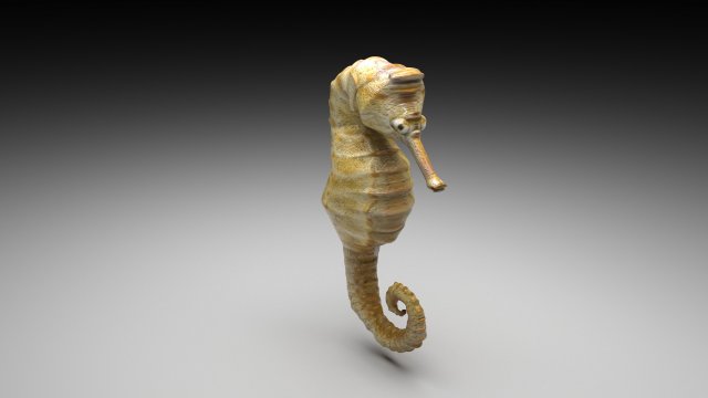 Seahorse Modello 3D in Acquatico 3DExport