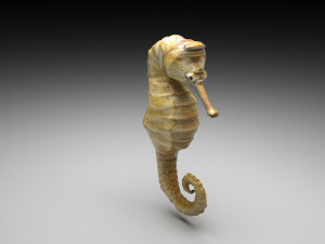 Seahorse 3Dモデル