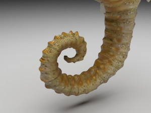 Seahorse 3Dモデル